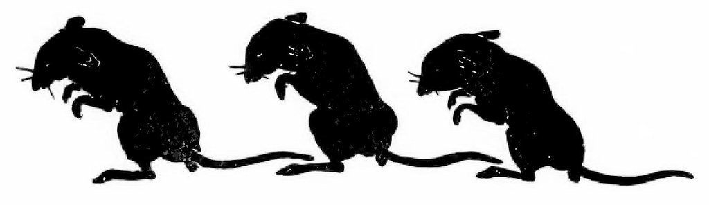 Three Blind Mice (Image Credits: Flickr)