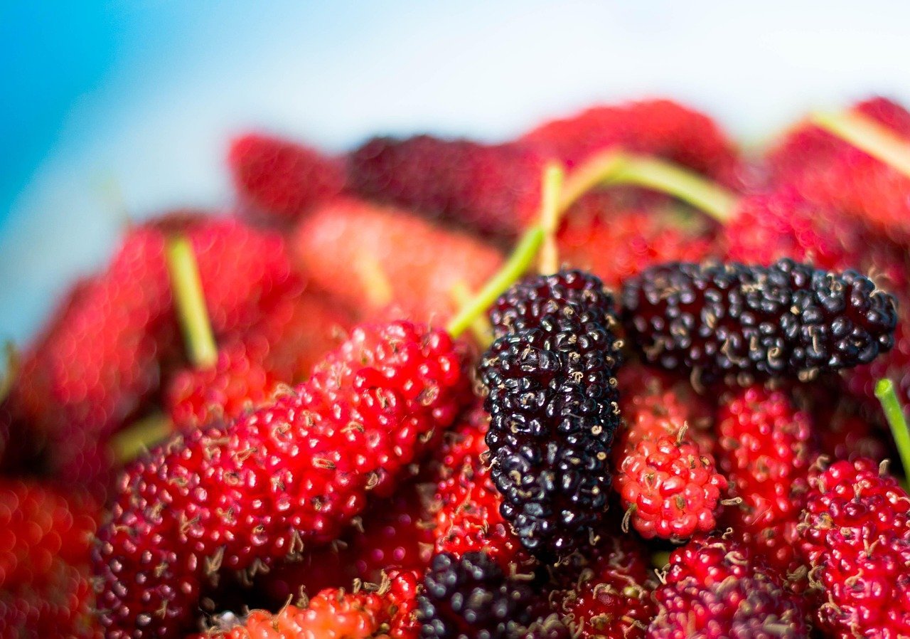 Here We Go Round the Mulberry Bush (Image Credits: Pixabay)