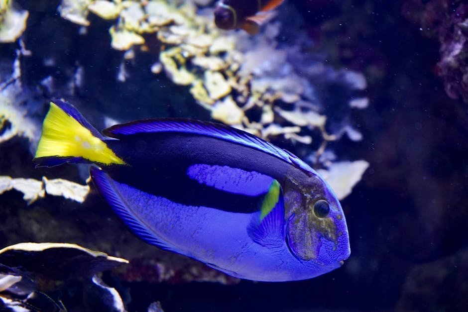 "Just keep swimming." (Image Credits: Pexels)