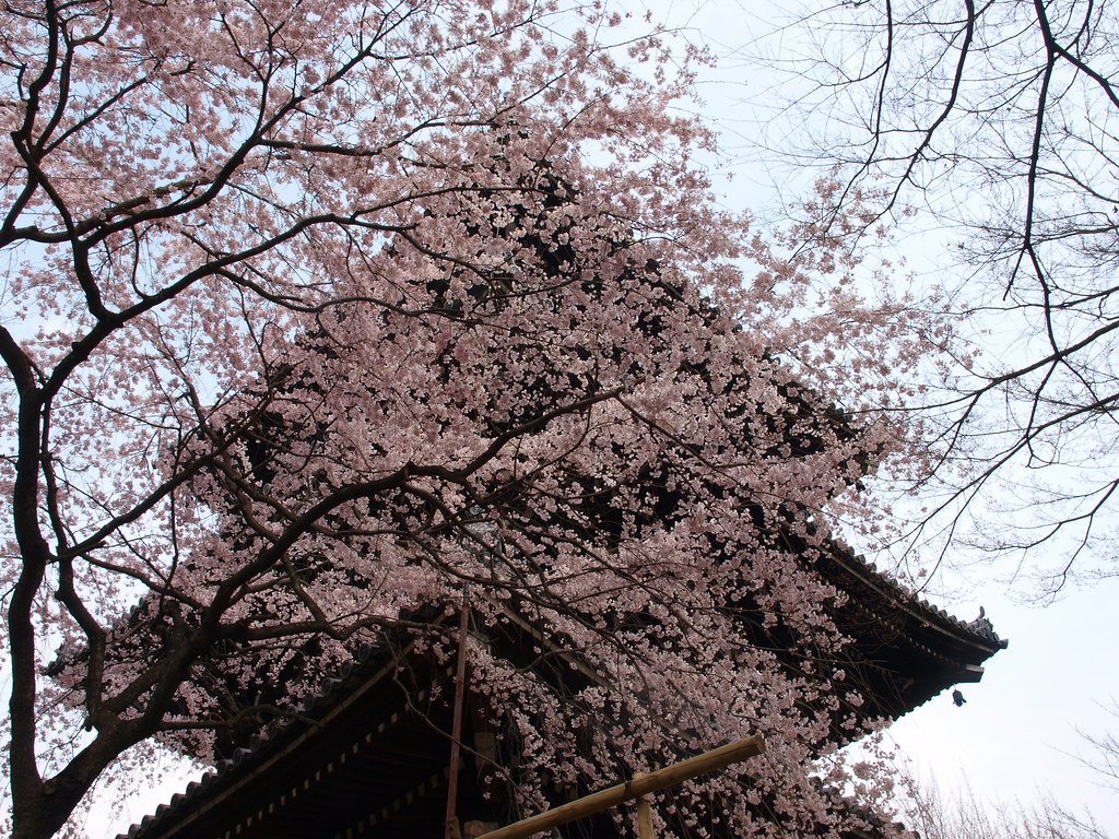 8. Kyoto, Japan - Where Ancient Japan Lives On (gaku., Flickr, CC BY 2.0)