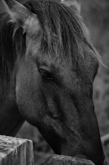 Horse Head from The Godfather (1972) (Image Credits: Pexels)