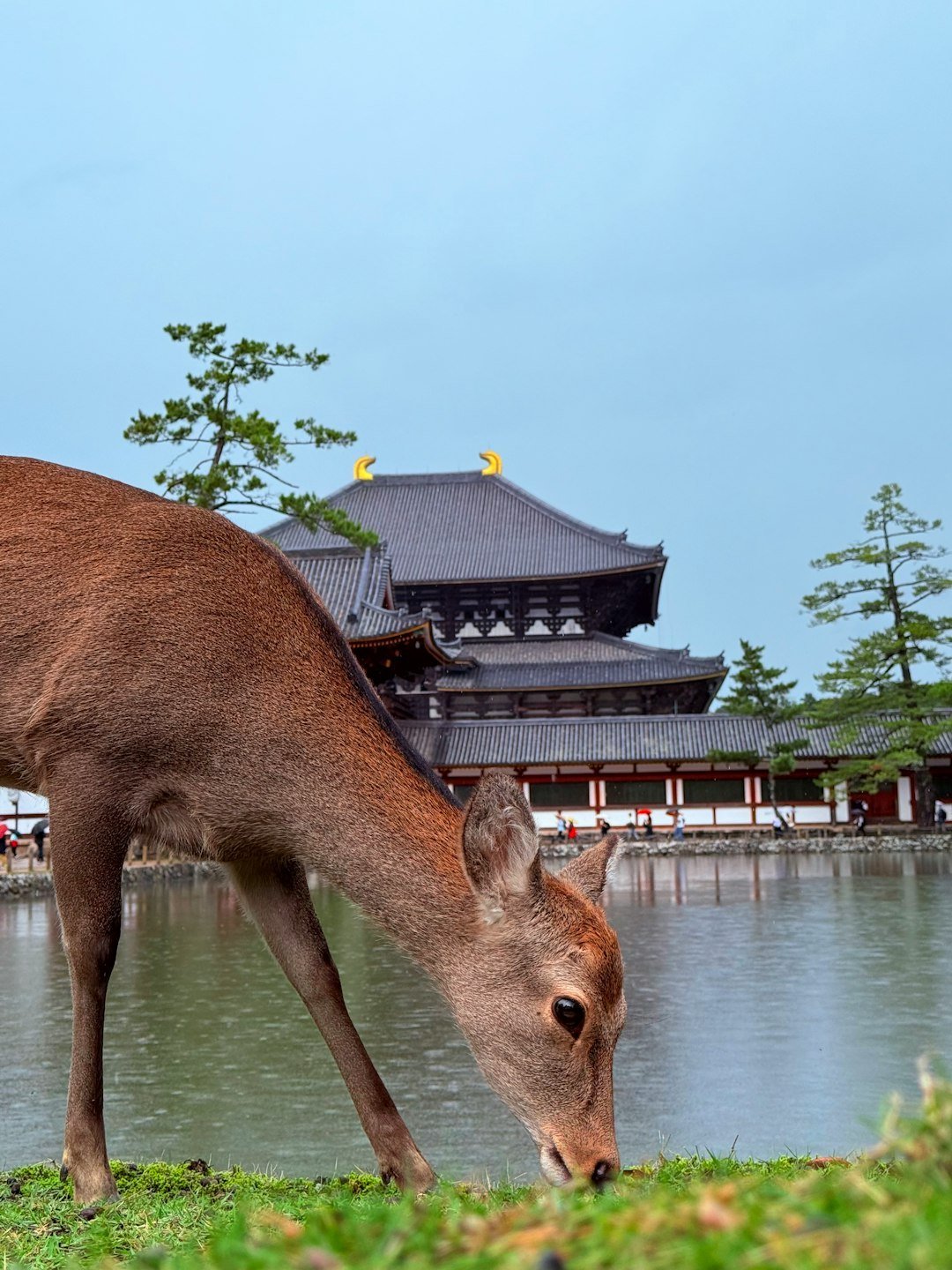 Nara, Japan: The Ancient Capital Nobody Talks About (Image Credits: Unsplash)
