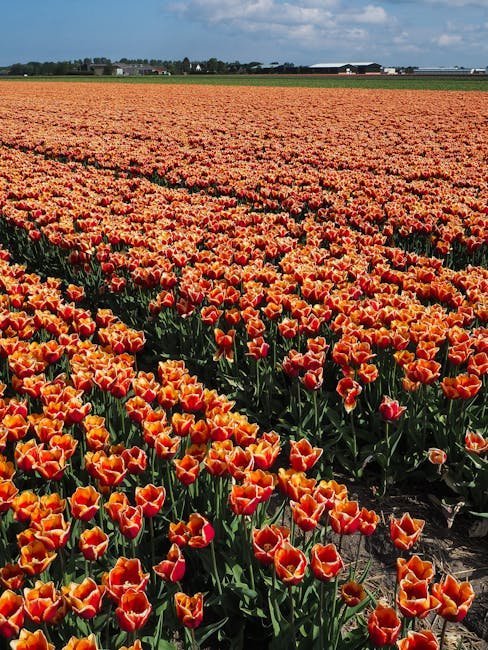 Keukenhof Gardens, the Netherlands: Color as a Philosophy (Image Credits: Pexels)