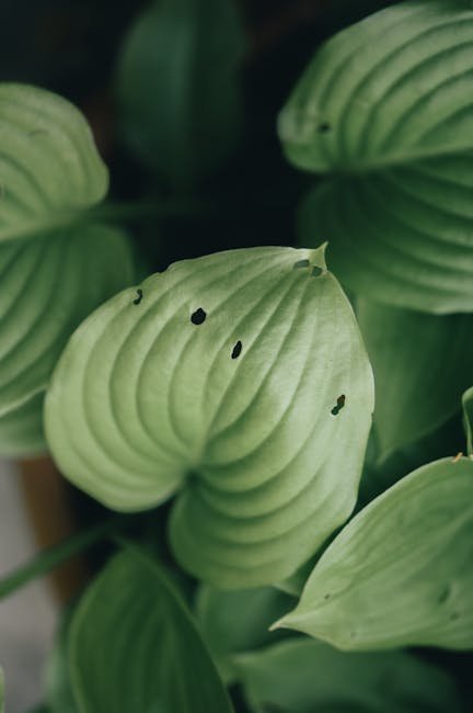 12. "All Plants Are Our Brothers and Sisters. They Talk to Us, and If We Listen, We Can Hear Them." - Arapaho (Image Credits: Pexels)