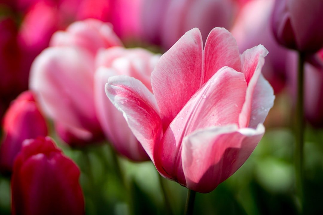 3. Tulip Time Festival, Holland, Michigan (Image Credits: Unsplash)