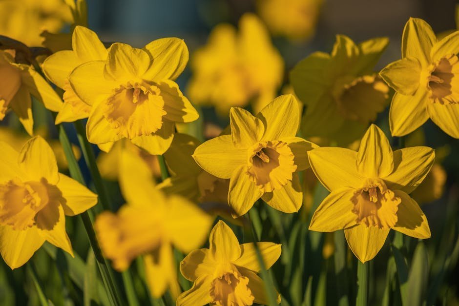 6. Nantucket Daffodil Festival, Massachusetts (Image Credits: Pexels)