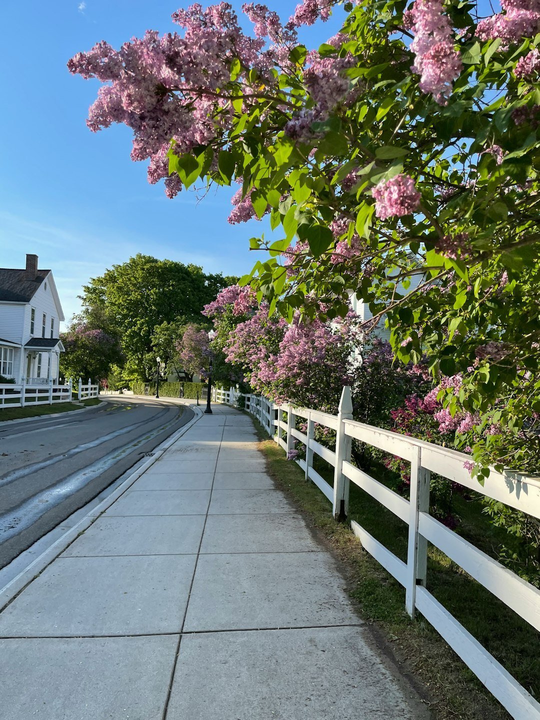 8. Mackinac Island Lilac Festival, Michigan (Image Credits: Unsplash)