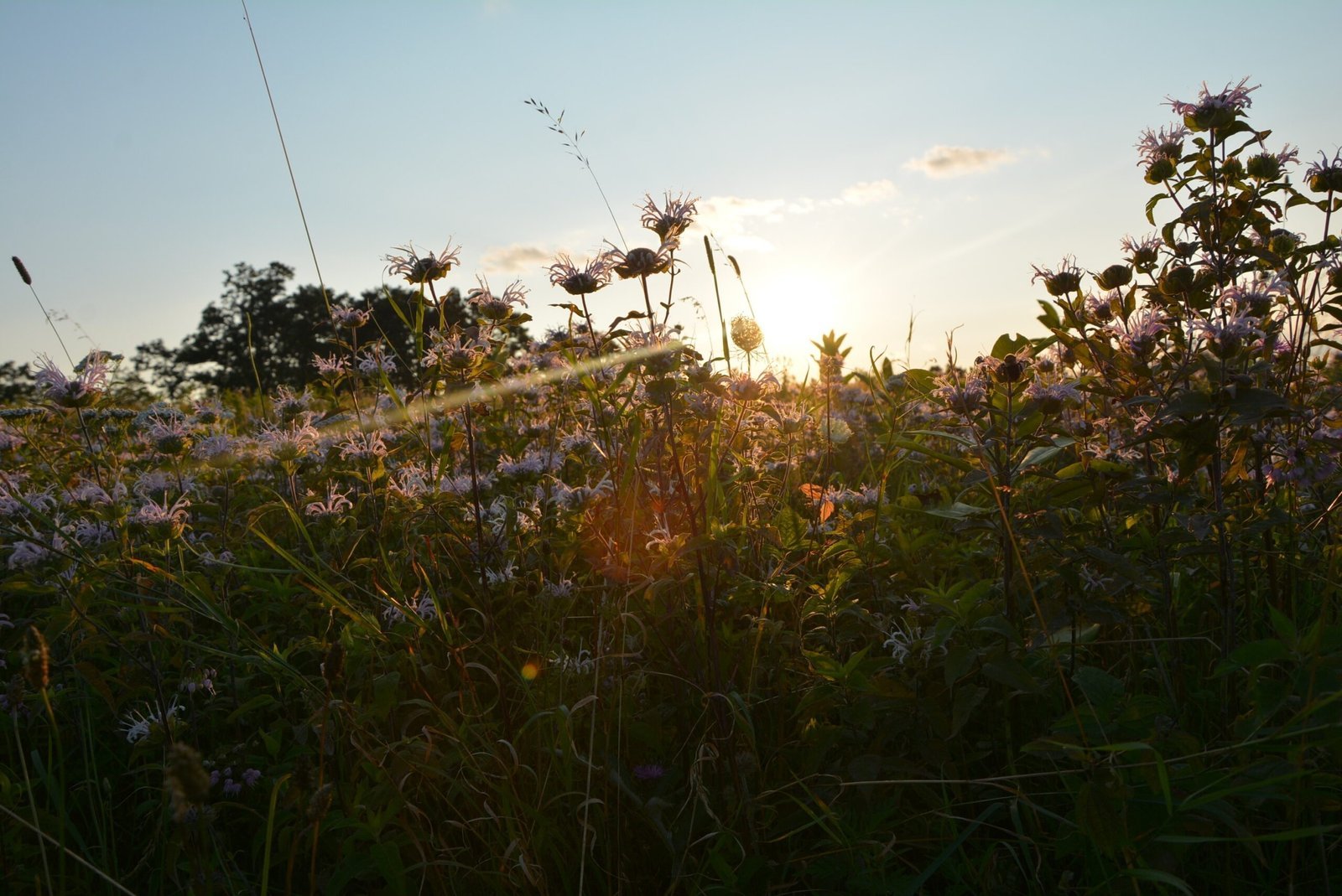 Shenandoah National Park (Big Meadows sunset wildflowers, Public domain)