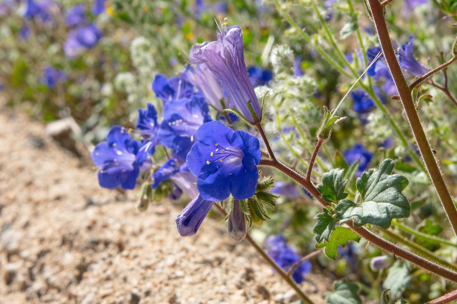 Bull Run Regional Park (California bluebell (Phacelia campanularia) in the Cottonwood area, Public domain)