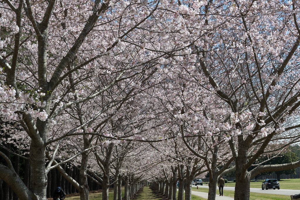 Red Wing Park, Virginia Beach (Puddin Tain, Flickr, CC BY-SA 2.0)