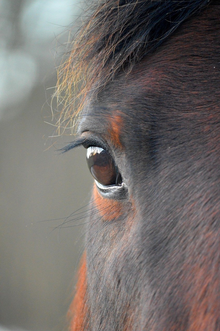 The Godfather's Horse Head: Sickeningly Real (Image Credits: Pixabay)