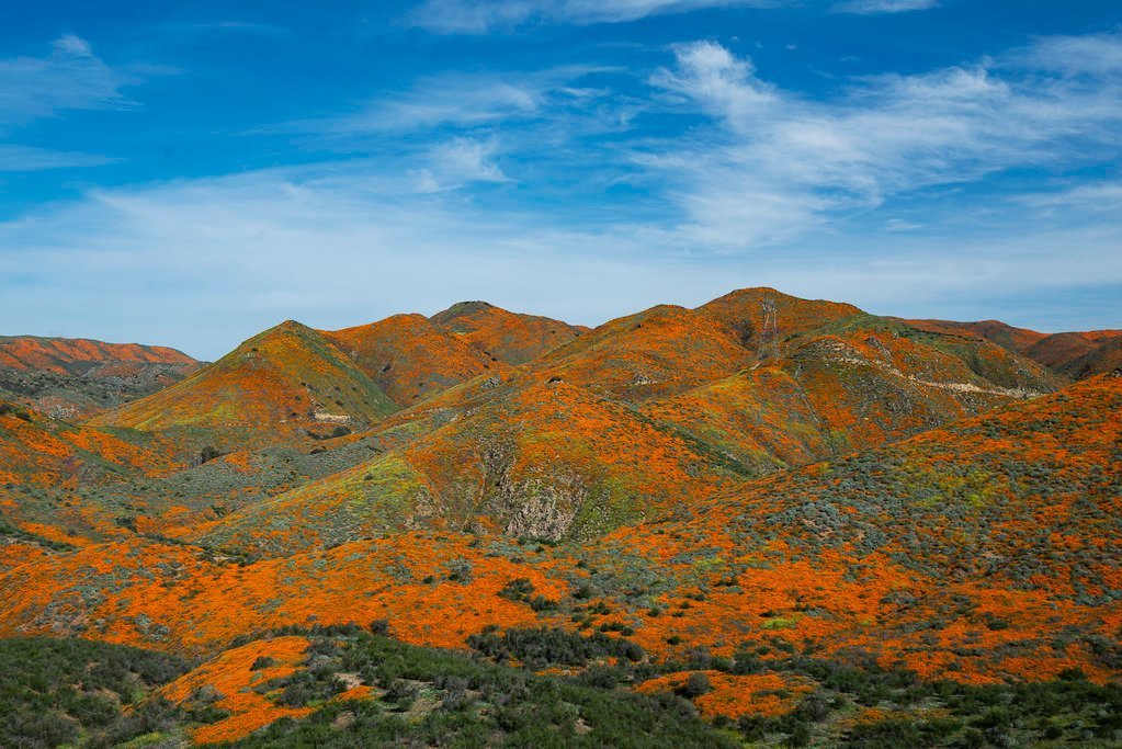 Where to Go: The Best Superbloom Locations in California (snowpeak, Flickr, CC BY 2.0)