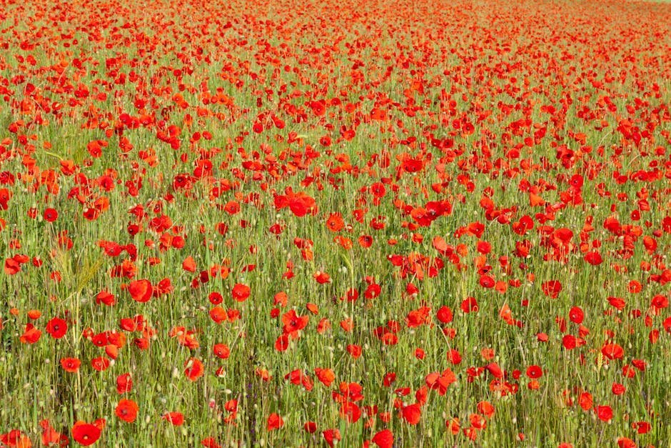 Timing Is Everything: When to Plan Your Visit (Image Credits: Pexels)