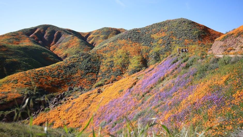 Top Tips to Experience the 2026 California Superbloom