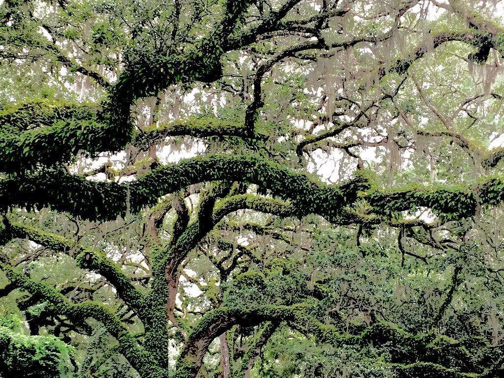 1. Beaufort, South Carolina: Moss, Marshes, and Pure Southern Grace (Olin Gilbert, Flickr, CC BY 2.0)