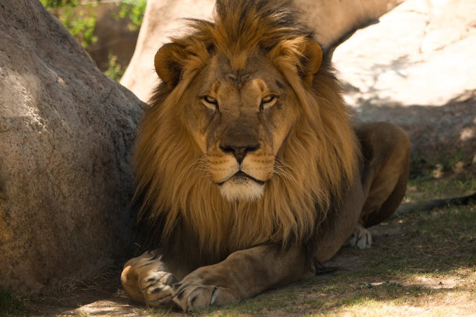 Shakespeare's Hamlet Became The Lion King (Image Credits: Pexels)