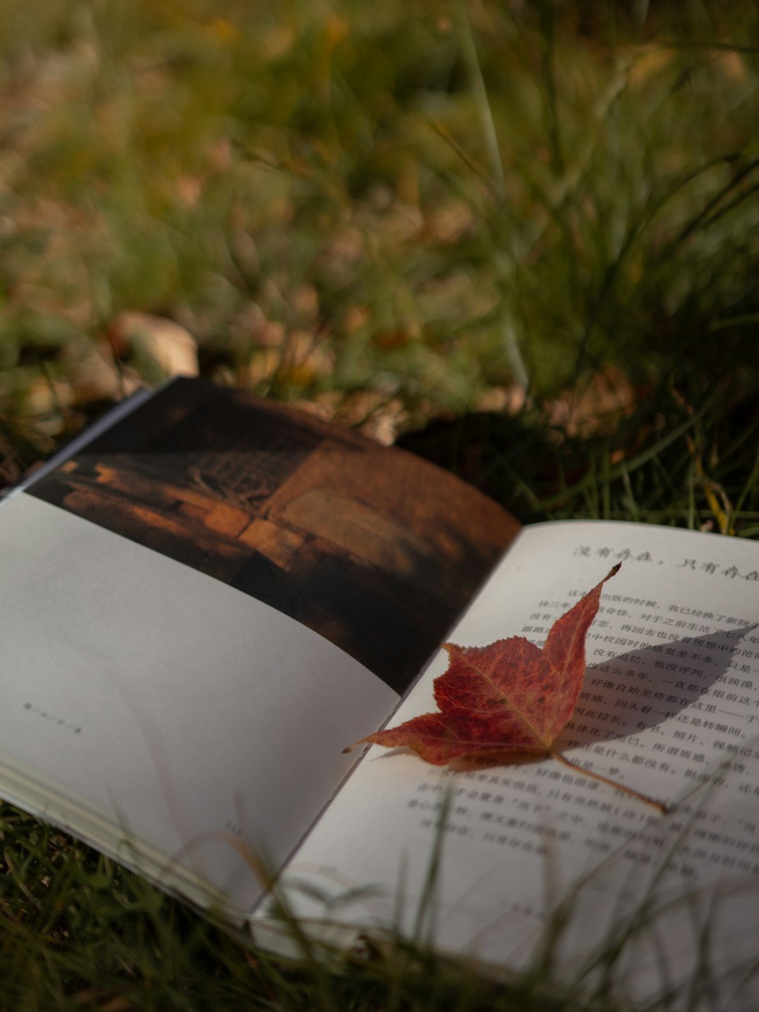 A Reflection on Literary Transformation (Image Credits: Unsplash)