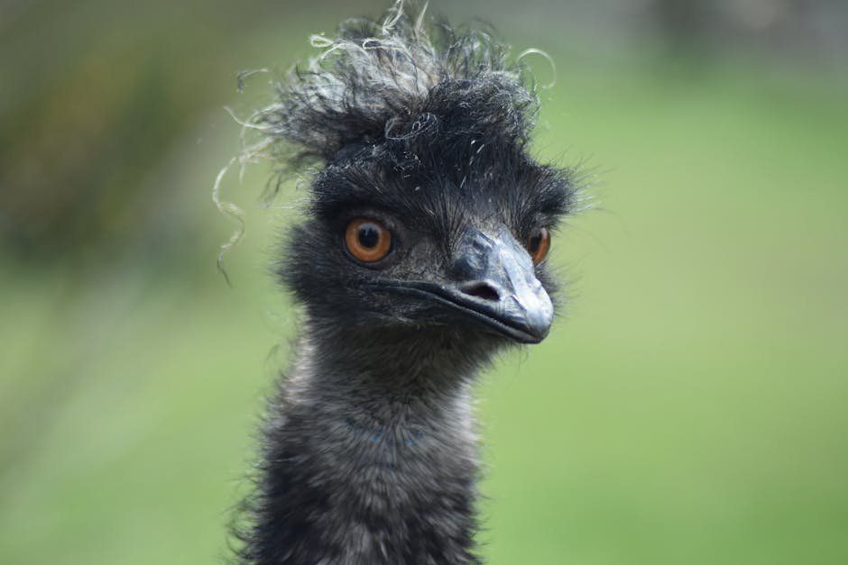 The Great Emu War: Australia vs. Birds (1932) (Image Credits: Pexels)