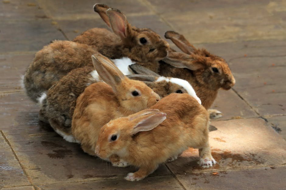 Napoleon Bonaparte Chased by Rabbits (1807) (Image Credits: Pexels)