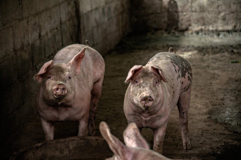 The Pig War: A Conflict Started Over Breakfast (1859) (Image Credits: Pexels)