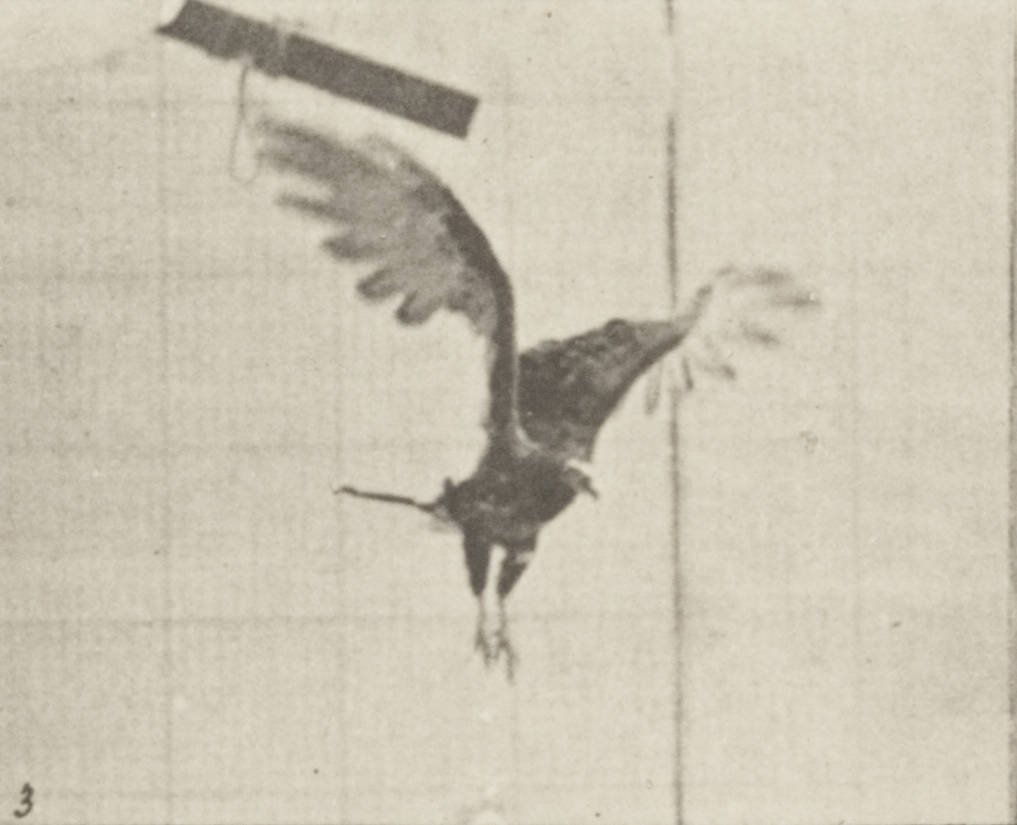 The Kentucky Meat Shower (1876) (By Muybridge, Eadweard, 1830-1904, Public domain)