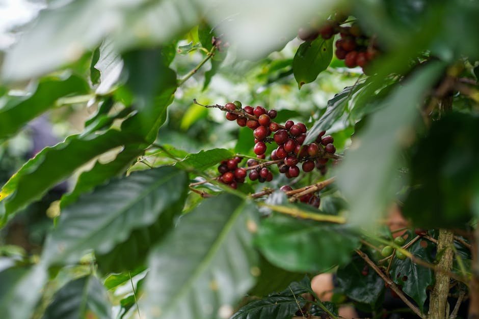Growing Coffee at Mount Vernon: From Consumer to Cultivator (Image Credits: Pexels)