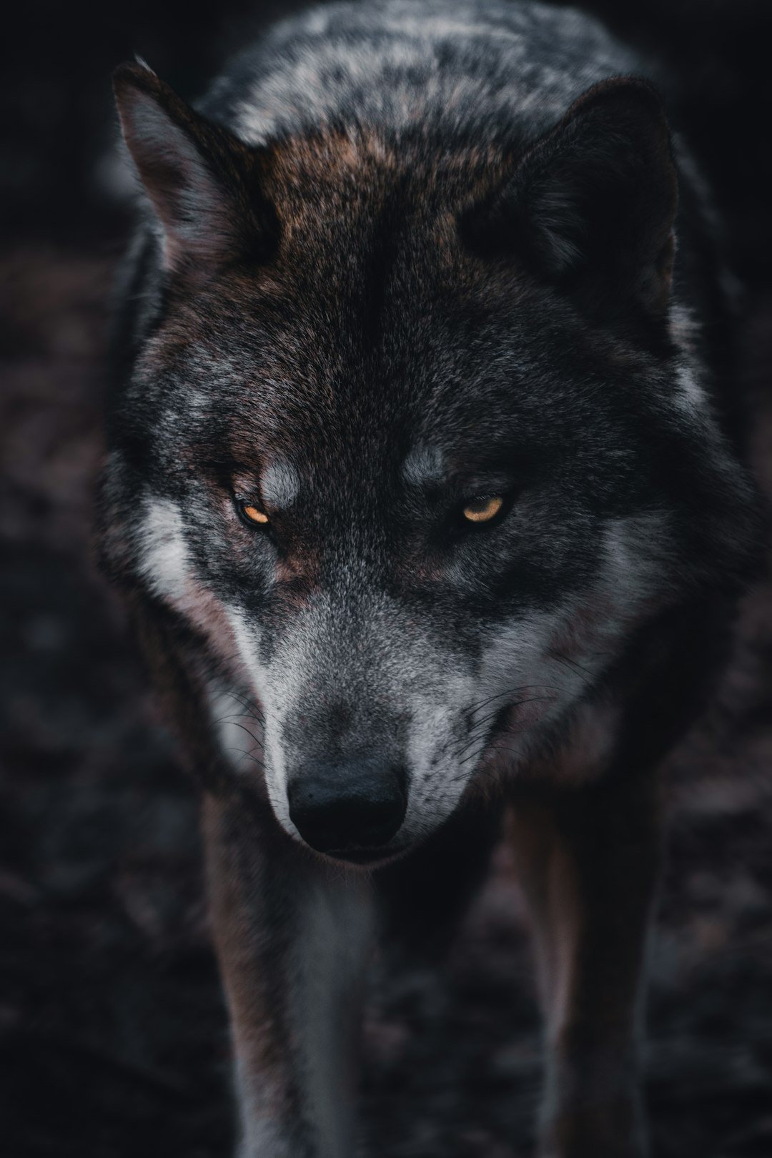 Heathcliff the Werewolf: Emily Brontë's Wuthering Heights (Image Credits: Unsplash)