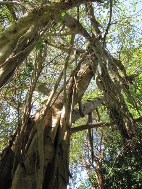 Aztec Codices of Herbal Mastery (wallygrom, Flickr, CC BY-SA 2.0)