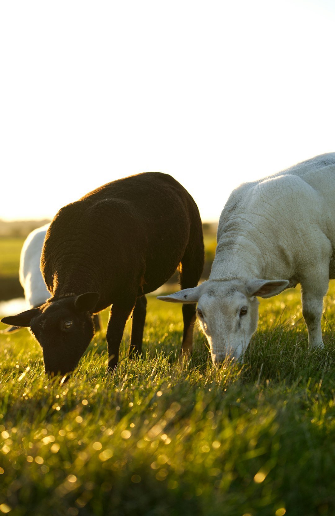 Baa, Baa, Black Sheep (Image Credits: Unsplash)