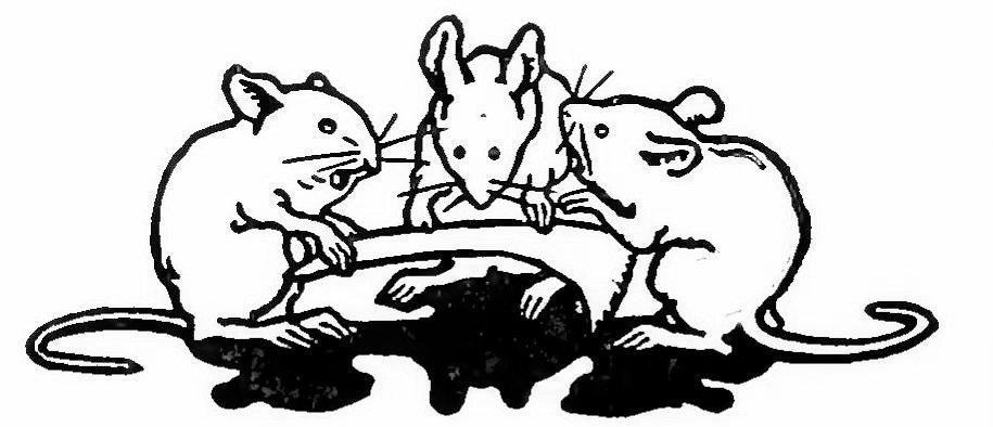 Three Blind Mice (Image Credits: Flickr)