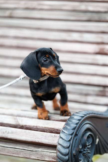 Fact 3: Iconic Running of the Wieners Dachshund Dash (Image Credits: Pexels)