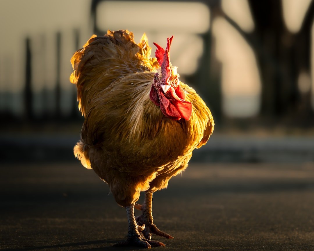 Fact 5: Holds the Record for World's Largest Chicken Dance (Image Credits: Unsplash)