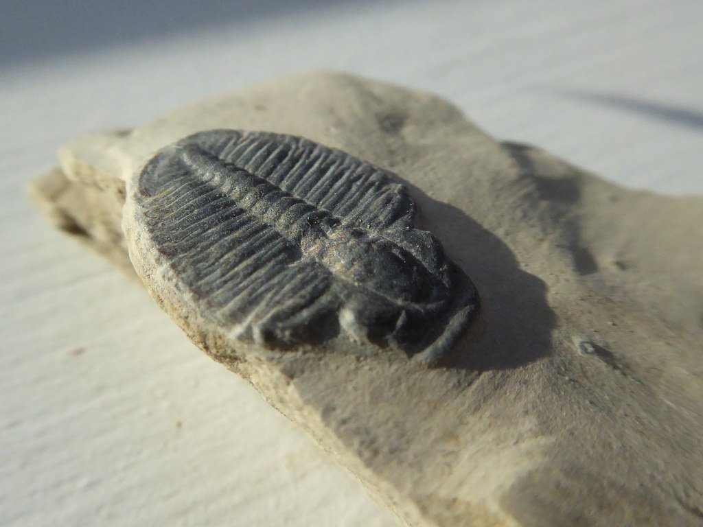 Mary Anning (JuliaC2006, Flickr, CC BY 2.0)