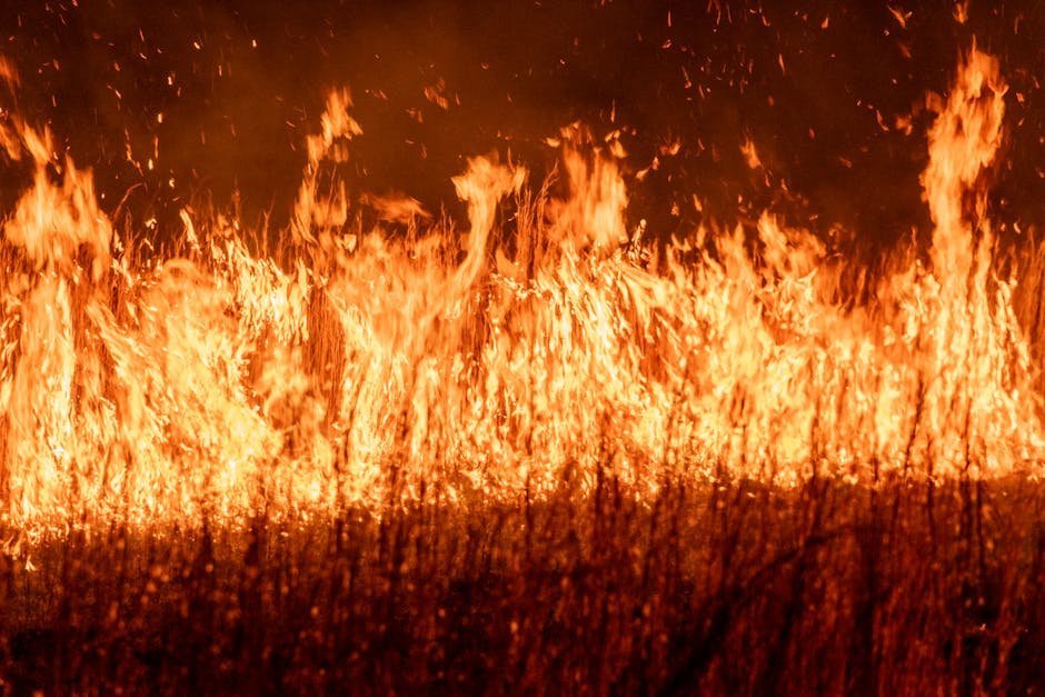 Parable of the Sower by Octavia E. Butler (Image Credits: Pexels)