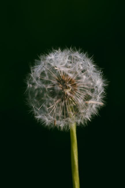 5. Spraying Vinegar on Weeds (Image Credits: Pexels)
