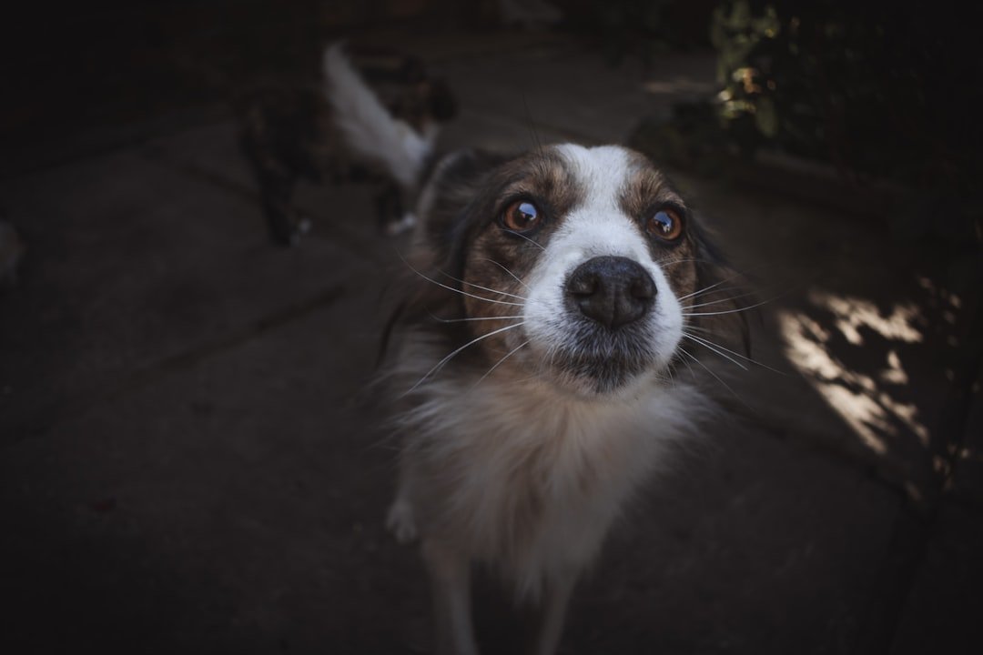 Who Let the Dogs Out by Baha Men (Image Credits: Unsplash)