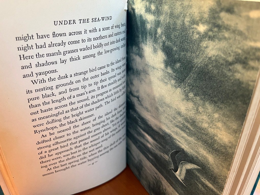 Silent Spring by Rachel Carson (Image Credits: Flickr)