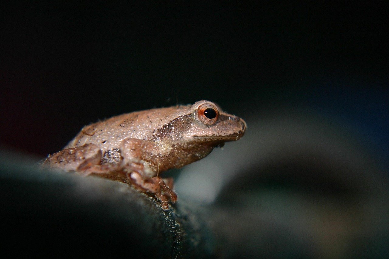 Budweiser Frogs (Image Credits: Pixabay)