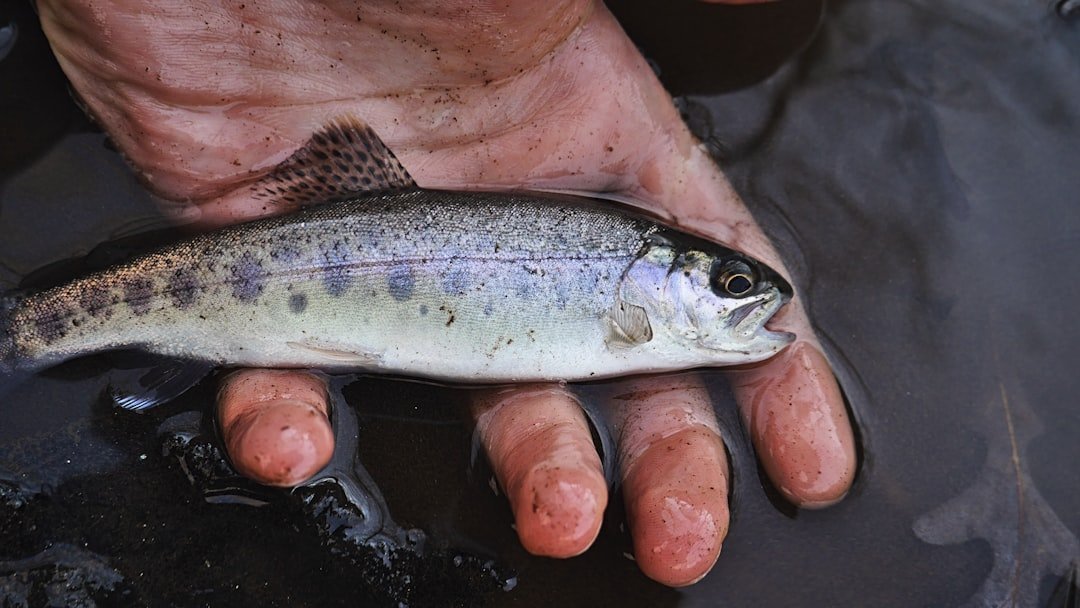 Roger Daltrey: Trout Farming Empire (Image Credits: Unsplash)