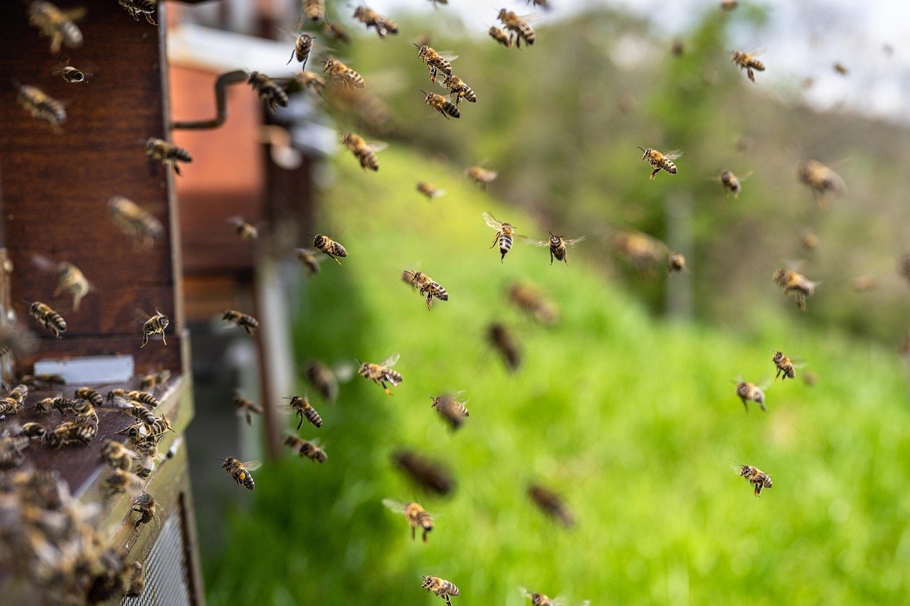 Steve Vai: Beekeeping Expertise (Image Credits: Pixabay)