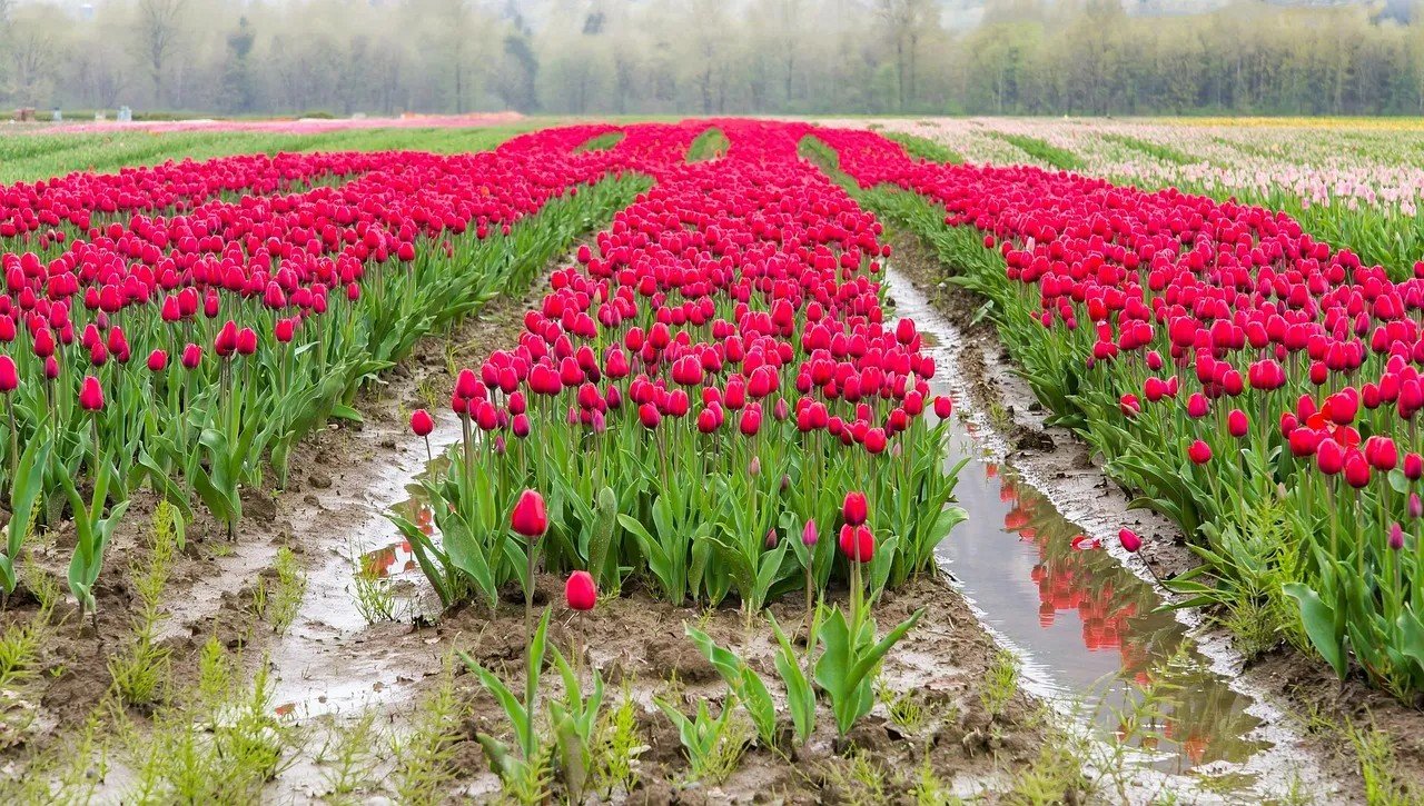Tulip Time Festival in Holland, Michigan (Image Credits: Pixabay)