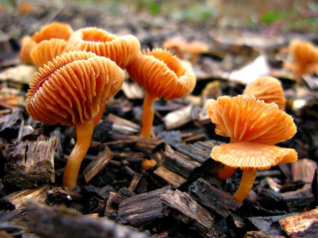 Mushroom Festival in Kennett Square, Pennsylvania (Phil and Pam, Flickr, CC BY 2.0)