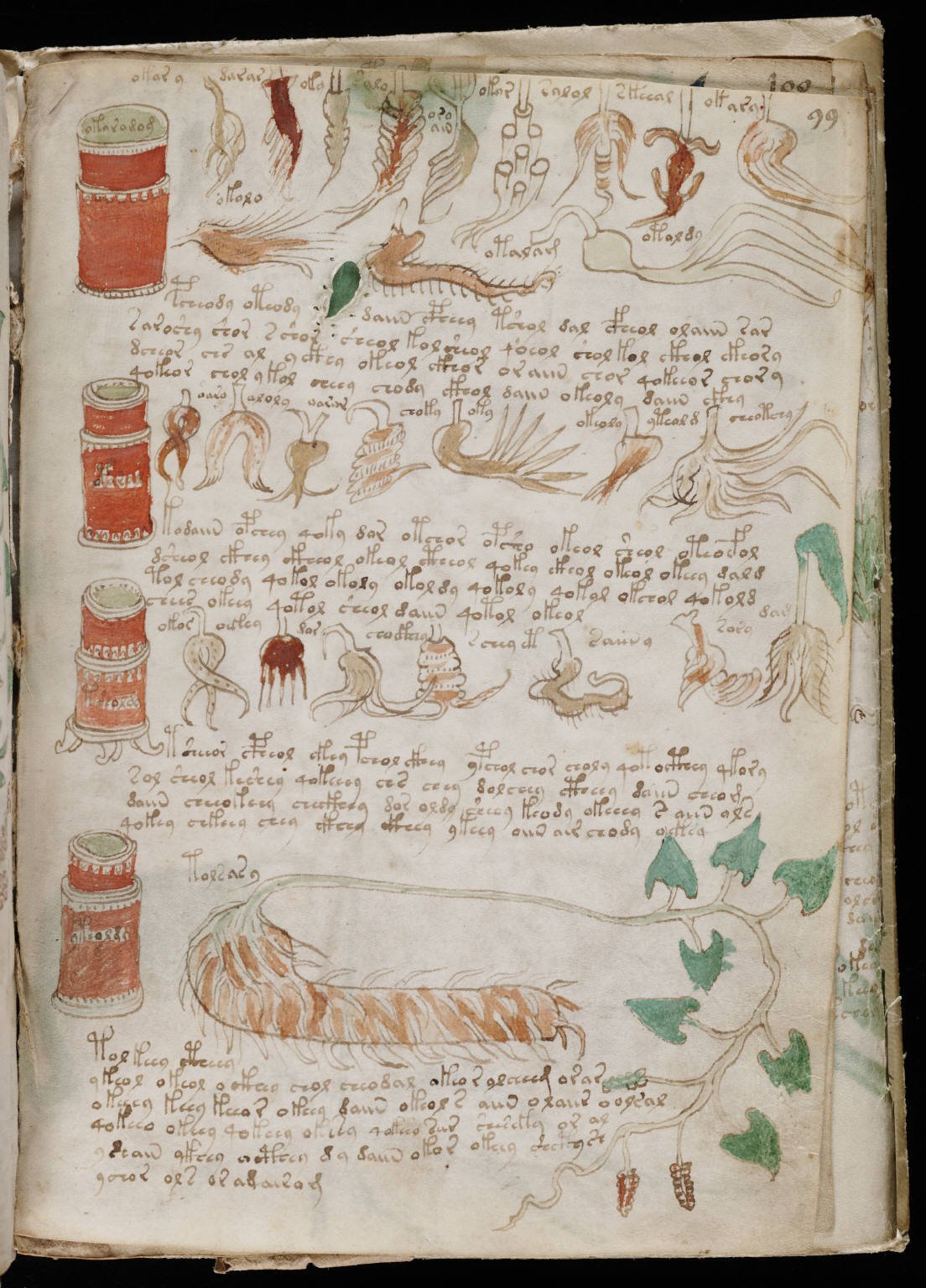 The Voynich Manuscript (Beinecke Rare Book & Manuscript Library, Yale University ([1])., Public domain)