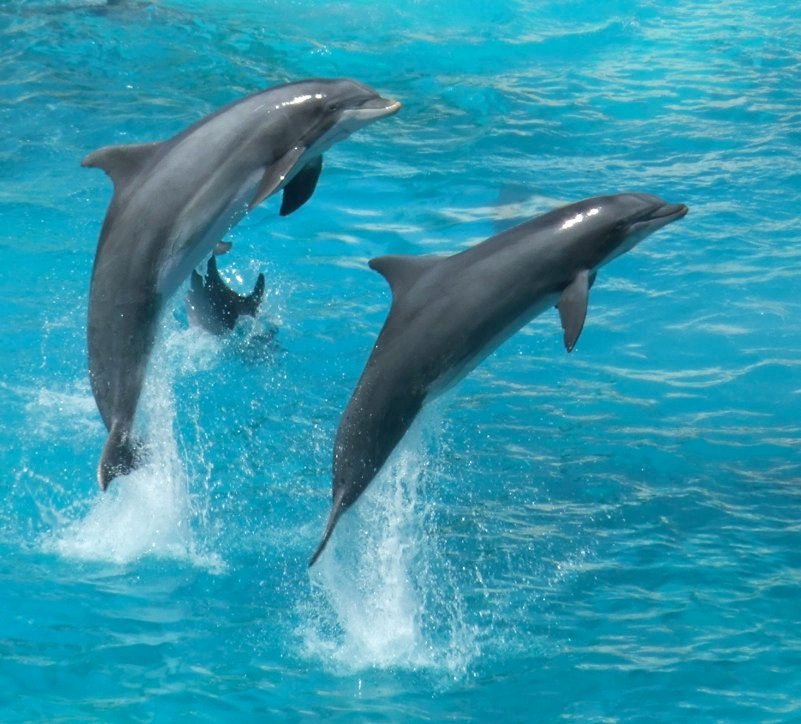 2. Dolphins Forming a Shark Shield Around Swimmers (talkrhubarb, Flickr, CC BY 2.0)