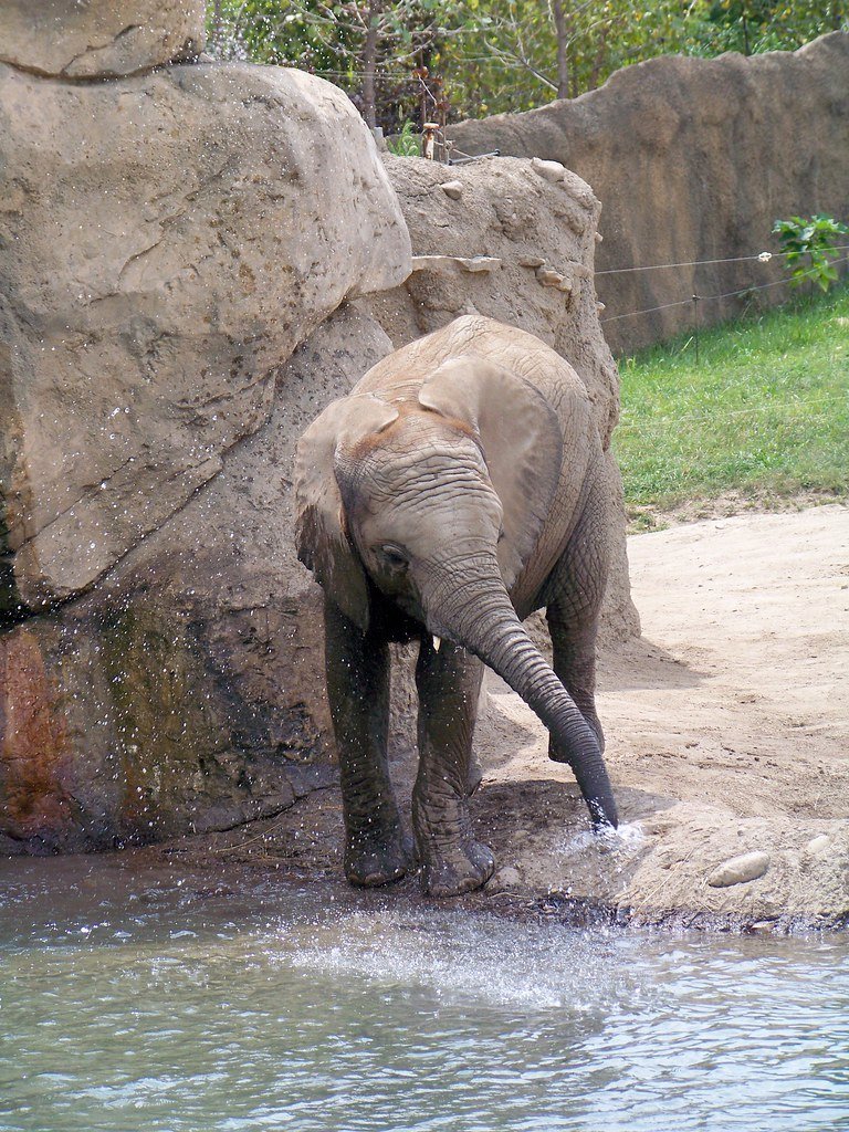 3. Baby Elephant Kham La Rescuing Her Handler (xrayspx, Flickr, CC BY-SA 2.0)