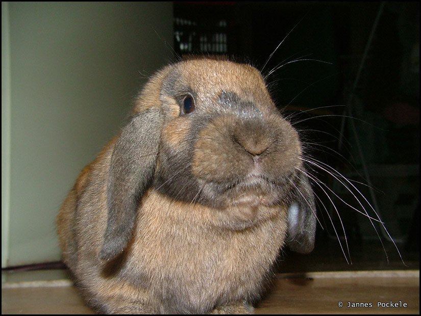 5. Rabbit Dory Detecting a Diabetic Coma (jpockele, Flickr, CC BY 2.0)