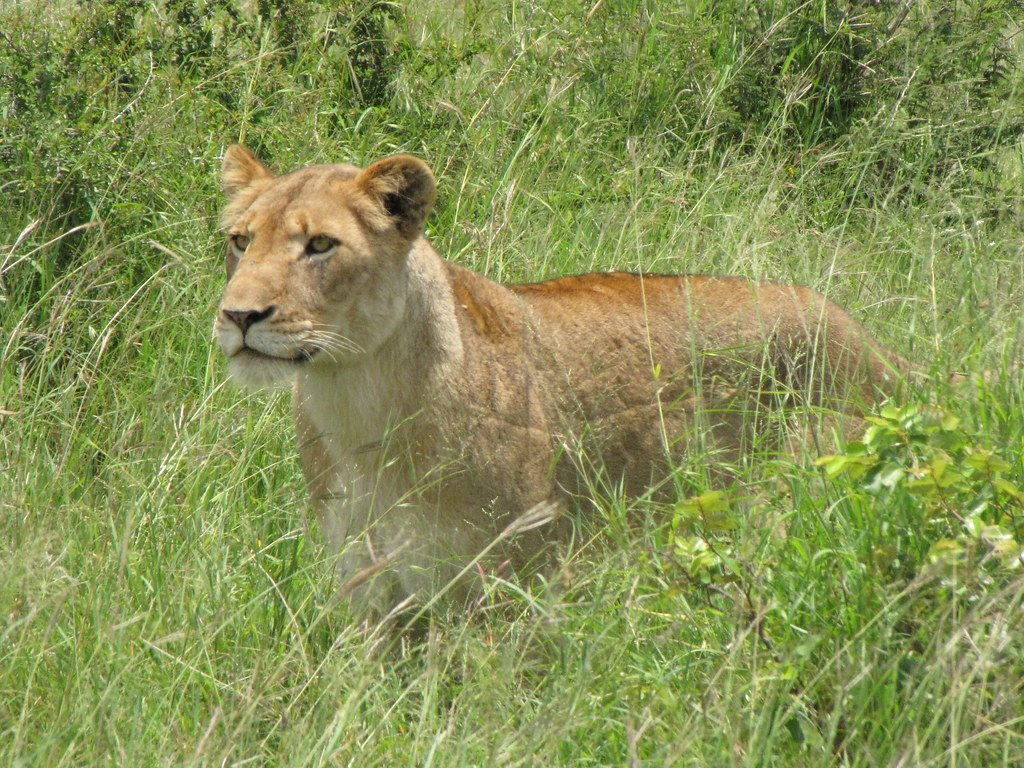 7. Tripod the Three-Legged Lioness Adapting to Hunt (krugergirl26, Flickr, CC BY 2.0)
