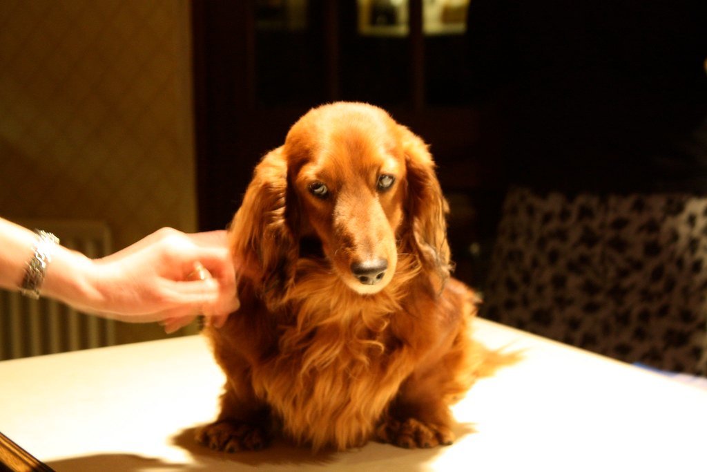 8. Dachshund Valerie's 529 Days Lost in the Wild (slwilson1984, Flickr, CC BY 2.0)