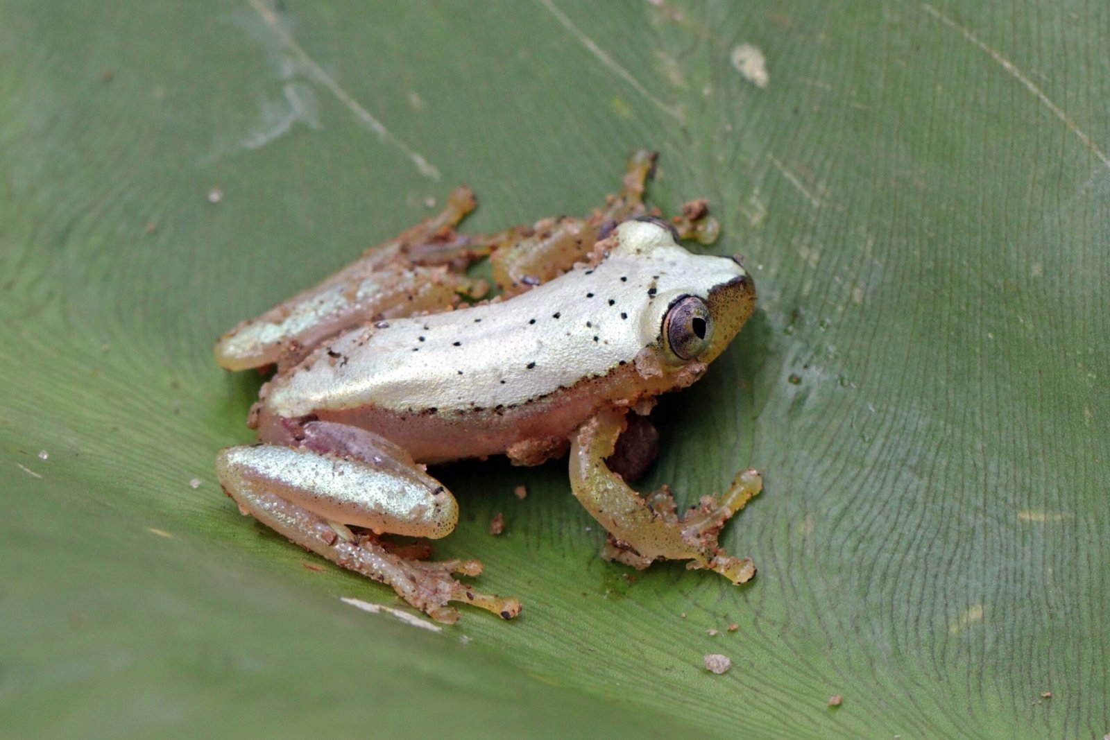 9. Stowaway Frog's 3,000-Mile Banana Voyage (By Charles J. Sharp, CC BY-SA 4.0)