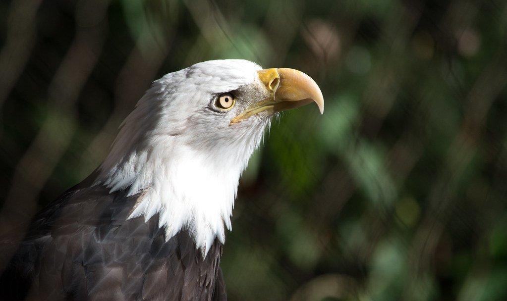 10. Eagle Chick's Recovery from a Fallen Nest (Tim Evanson, Flickr, CC BY-SA 2.0)